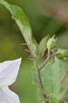 Horse nettle